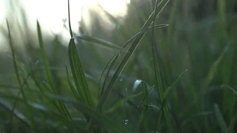 Walk inside the grass Stock Footage 69085352