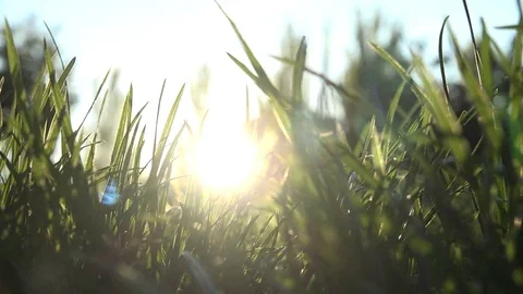 Walk inside the grass Stock Footage 69085457