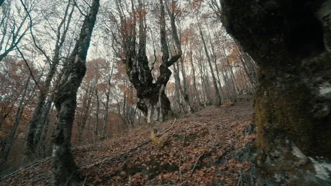Walk inside a winter forest paved with fallen leaves Stock Footage 81837999