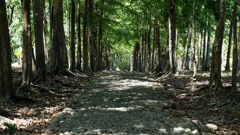 Walk Land path between trees Stock Photos