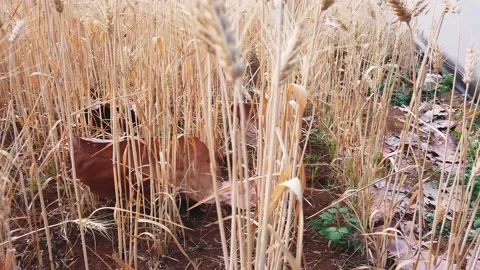 Walk in large wheat field. large harvest of wheat in summer on the field. Stock Footage 150858420