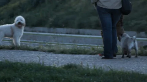 Walk the last rays of the sun, people walking their pets, riding bikes, running 스톡 동영상 37872427