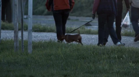 Walk the last rays of the sun, people walking their pets, riding bikes, running 스톡 동영상 37872558