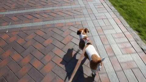 Walk leash dog Vídeo Stock 76243193