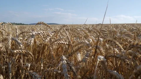 Walk on left in wheat field Stock Footage 77645944