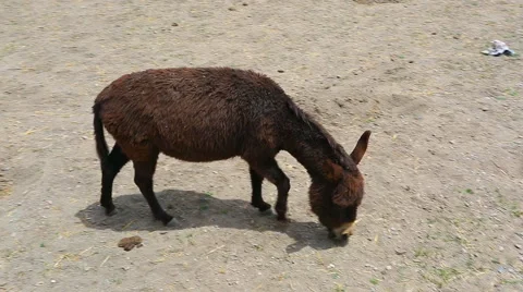 Walk the little donkey Stock Footage 41751633