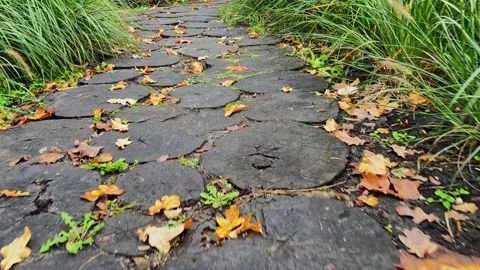 Walk the log slice path amid green pennisetum beds in the autumn park Vídeo Stock 319545133