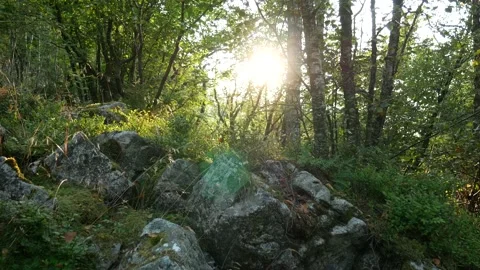 Walk in a magic forest during sunset with beautiful natural sunlight Stock Footage 137457073