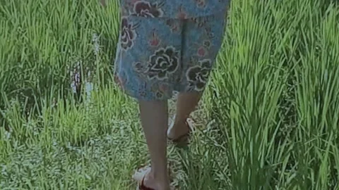 Walk in the middle of the fields Stock Footage 246787294