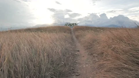 Walk in the middle of the Meadow Stock Footage 230998358