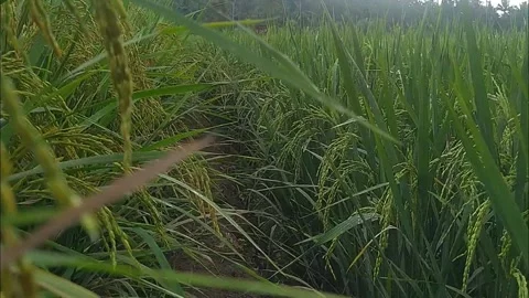 Walk in the middle of rice fields Stock Footage 278952804