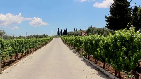 Walk in the middle of the wine garden Stock Footage 92668645