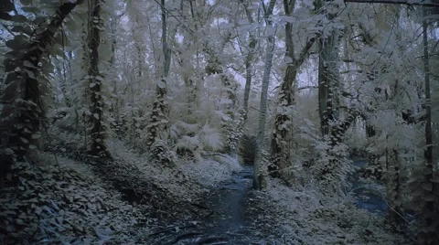 Walk in the mysterious forest Vidéo 42743515