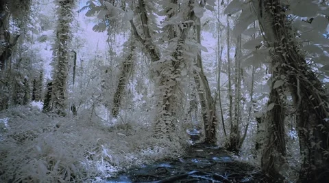 Walk in a mysterious forest Stock-Footage 42744897