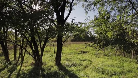 Walk in nature Video stock 80802915