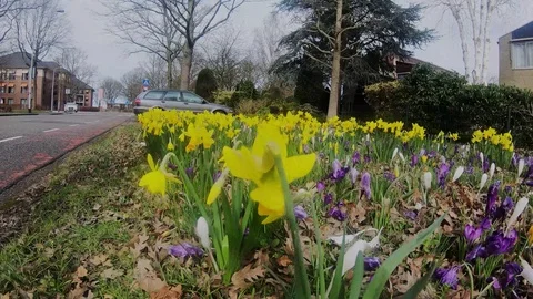 Walk near the daffodils Stock Footage 104041797