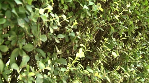 Walk next to a hedge Stock Footage 8509336