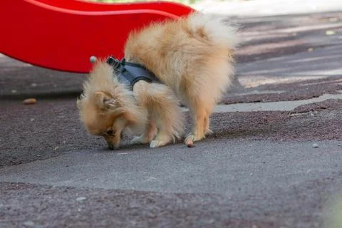 Walk outside dwarf spitz Stock Photos