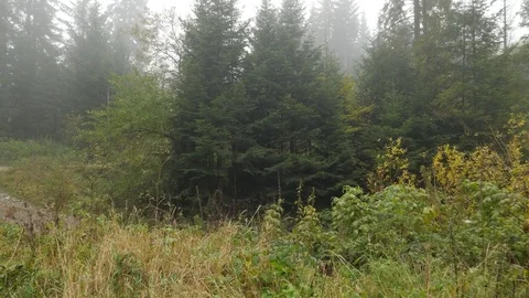 Walk Over Shallow Stream by Bridge in Forest Pines on a Hill on the Background Stock Footage 71636999
