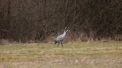 A walk of a pair of cranes on a meadow, 4K slomo Stock Footage 171325039
