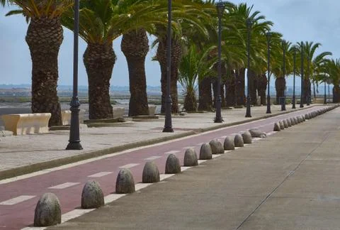 Walk of palms Stock Photos