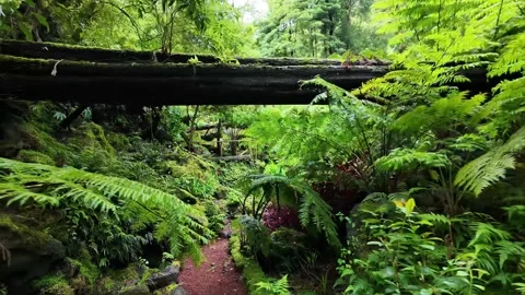 Walk in the park on Azores Stock Footage 292448642