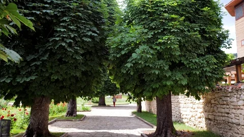 A walk in the Park. Beautiful trees Stock Footage 123882469