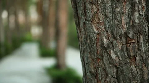 Walk in the park between the pines Vídeo Stock 62330977