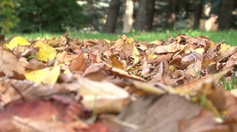 Walk in the Park Видео 8780215