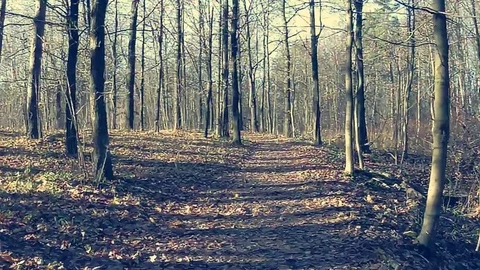 A walk in the Park Video stock 81794822