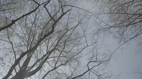 Walk in the park Stock Footage 89415508