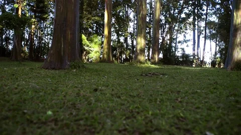 Walk in the park Stock-Footage 133442606