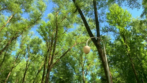 Walk in the park Stock Footage 156502563