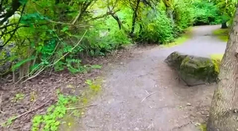 A walk in the park 库存影片 246118865