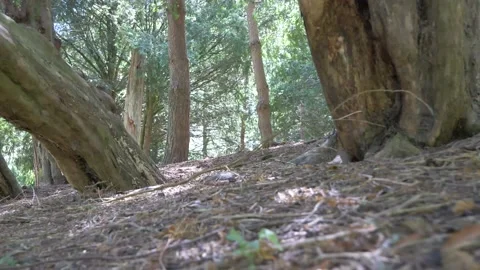 Walk in the park at ground level 库存影片 133201841