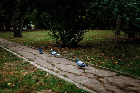 Walk in the park Stock Photos