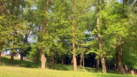 Walk in the park, time laps Stock Footage 156382172