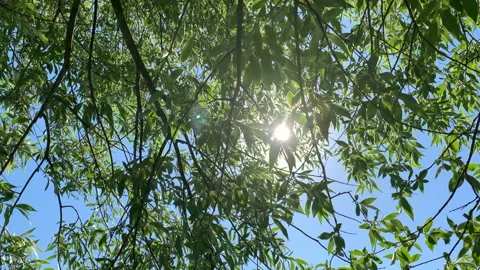 Walk in the park, trees Stock Footage 156442578