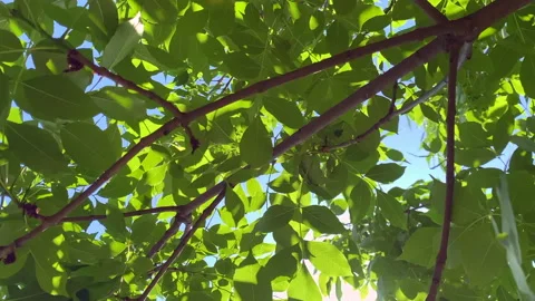 Walk in the park, trees Stock Footage 156451218