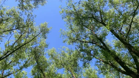 Walk in the park, trees Stock Footage 156456439