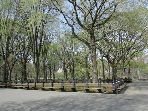 Walk in the Park with trees Stock Photos