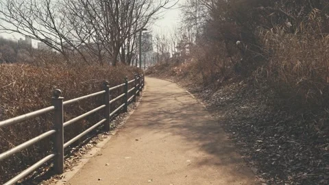 A walk in a park with trees standing on both sides Video stock 262634110