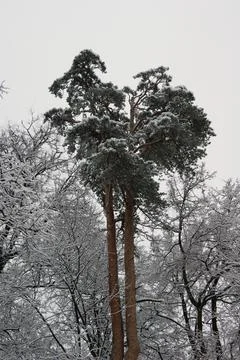 A walk in the Park in winter Stock Photos