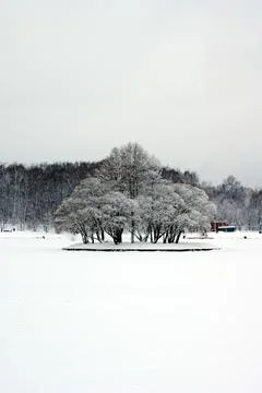 A walk in the Park in winter Stock Photos