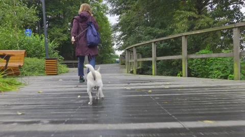 Walk in a parkt with a dog Stock Footage 150836172