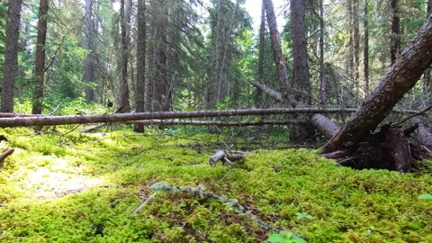 Walk Past a Fallen Tree Stock Footage 145856177