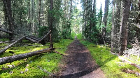 Walk Past a Fallen Tree Stock Footage 145856365