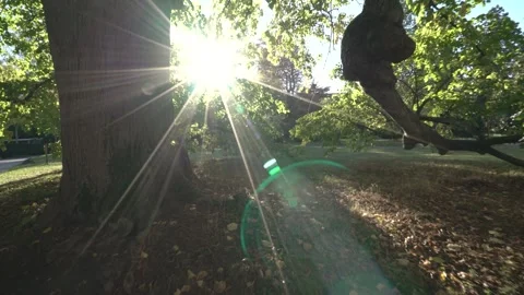 Walk past massive tree trunk in late summer on sunny day at sunset Stock Footage 261302122