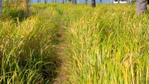 Walk patch in grass field, Philippines Vídeos de archivo 120579225