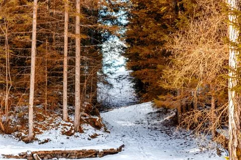 Walk path in alpine forest on Dolomites mountains Stock Photos